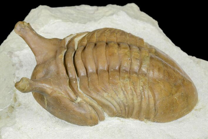 Stalk-Eye, Asaphus Intermedius Trilobite - Russia #178213